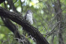 indianCuckoo.jpg