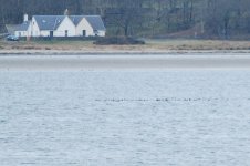 Scaup flock.jpg