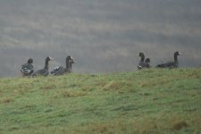 Greenland Whitefronts small.jpg