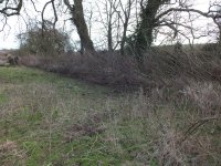 forum southern boundary dead hedge (2).jpg