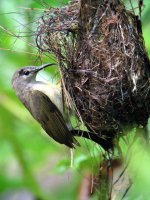 female cooper-throated sunbird.jpg