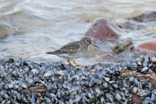 Purple Sandpiper2 small.jpg