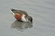 northern shoveler male V1_DSC2281.jpg