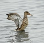 northern shoveler fem wings V1_DSC2433.jpg