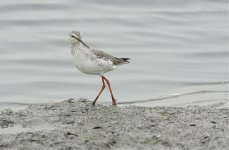 spotted redshank V1_DSC2244.jpg