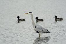 grey heron ducks V1_DSC2663.jpg