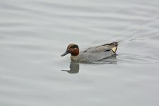 common teal male V1_DSC2210.jpg