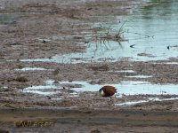 African Jacana P1040575.jpg