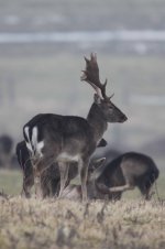 2012_02_12_Fallow_Deer1 (533x800).jpg