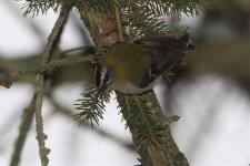 2012_02_12_Firecrest1.jpg