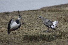 2012_02_12_Grey_Plover2 (800x533).jpg