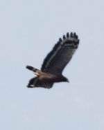 serpent eagle (1 of 1).jpg