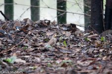 10398_Chinese Grosbeak.jpg