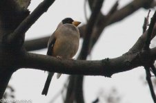 10403_Chinese Grosbeak.jpg