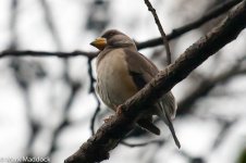 10409_Chinese Grosbeak.jpg