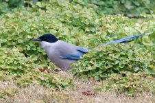 10428_Azure-winged Magpie.jpg