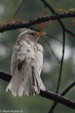 10526_Leucistic Blackbird.jpg