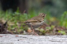 10468_Olive-backed Pipit.jpg