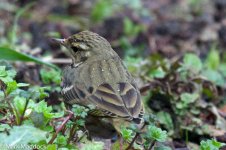 10544_Olive-backed Pipit.jpg