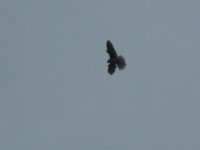 Northern Goshawk accipiter gentilis.jpg