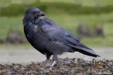 carrion_crow_bridlington_1a.jpg