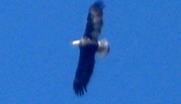 bald eagles 020.JPG