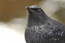 blue whitstling thrush V1 iso1600_DSC2912.jpg