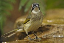 chinese bulbul V1_DSC2979.jpg