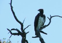 3  Martial Eagle.jpg