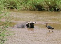 5 ...and his buffalo pal.jpg