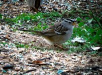 white crowned sparrow II.jpg