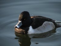 ring necked duck-.jpg