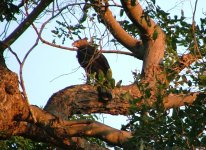 6 Crowned Eagle.jpg