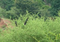 8 Jacobin Cuckoo (pair).jpg