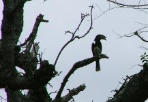 9 Trumpeter Hornbill.jpg