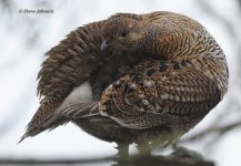 DCJ-Black-Grouse-170.jpg