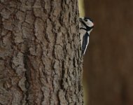 DCJ-Great-Spotted-Woodpecker.jpg