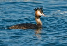 GCGrebe2FM800.jpg