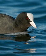 CootPortrait1FM800.jpg