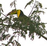 toucan1b.jpg