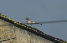 White Wagtail.jpg