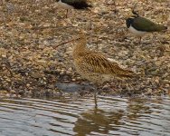 Curlew_reduced_filtered1.jpg