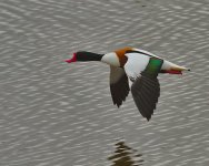 Shelduck_reduced_filtered.jpg