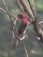 Rainbow Lorikeet.jpg