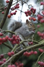 Grey-Squirrel_DSC0431.jpg