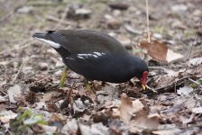 Moorhen_DSC0601.jpg