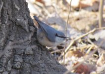 Eurasian Nuthatch.jpg