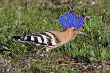 blue crested hoopoe.jpg