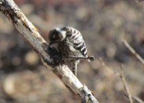 Japanese Pygmy Woodpecker.jpg