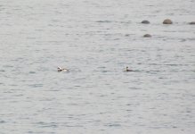 Long-tailed Duck.jpg